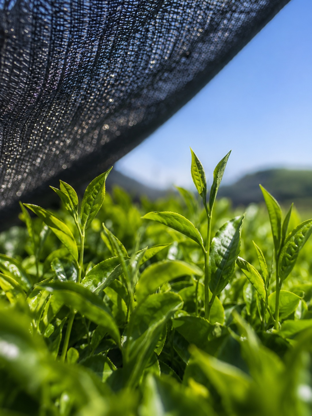New tea growth under black shade netting in the weeks before picking